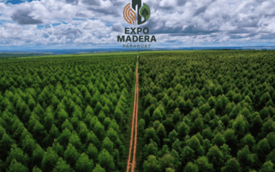 Lanzan la Expo Madera 2026 con miras a consolidar a Paraguay como polo forestal
