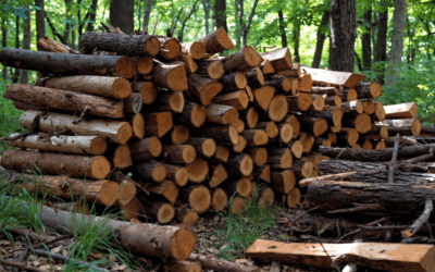 Sector forestal llega a Expo Madera con más de 380.000 hectáreas productivas
