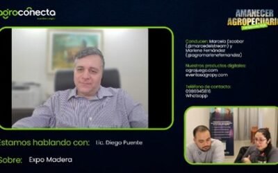 Récord histórico de exportaciones forestales